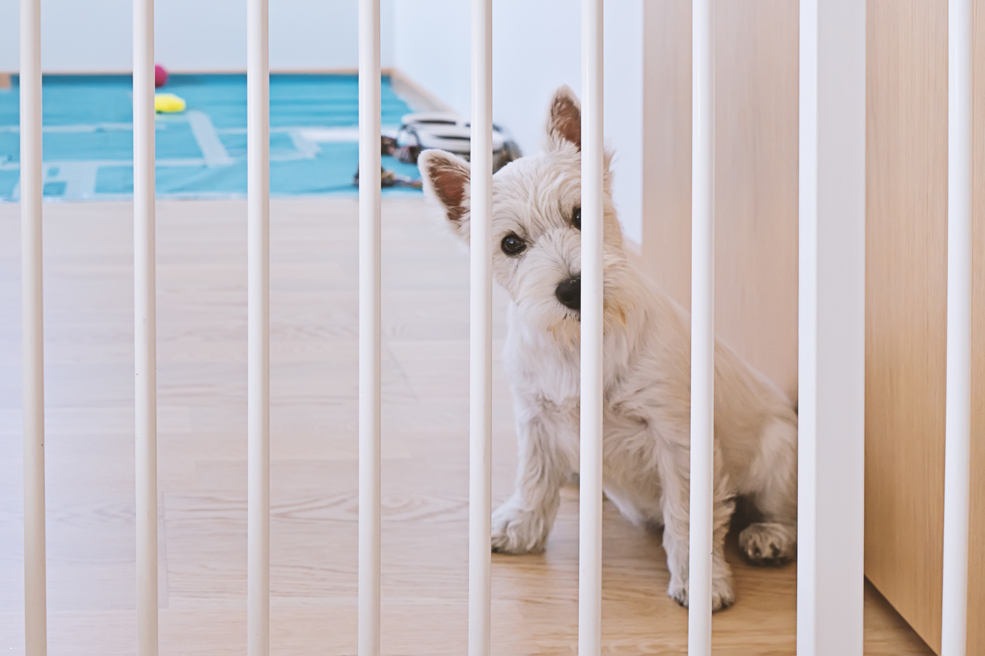 犬用ゲートおすすめ15選【おしゃれな室内用・脱走防止に】 | マイナビおすすめナビ