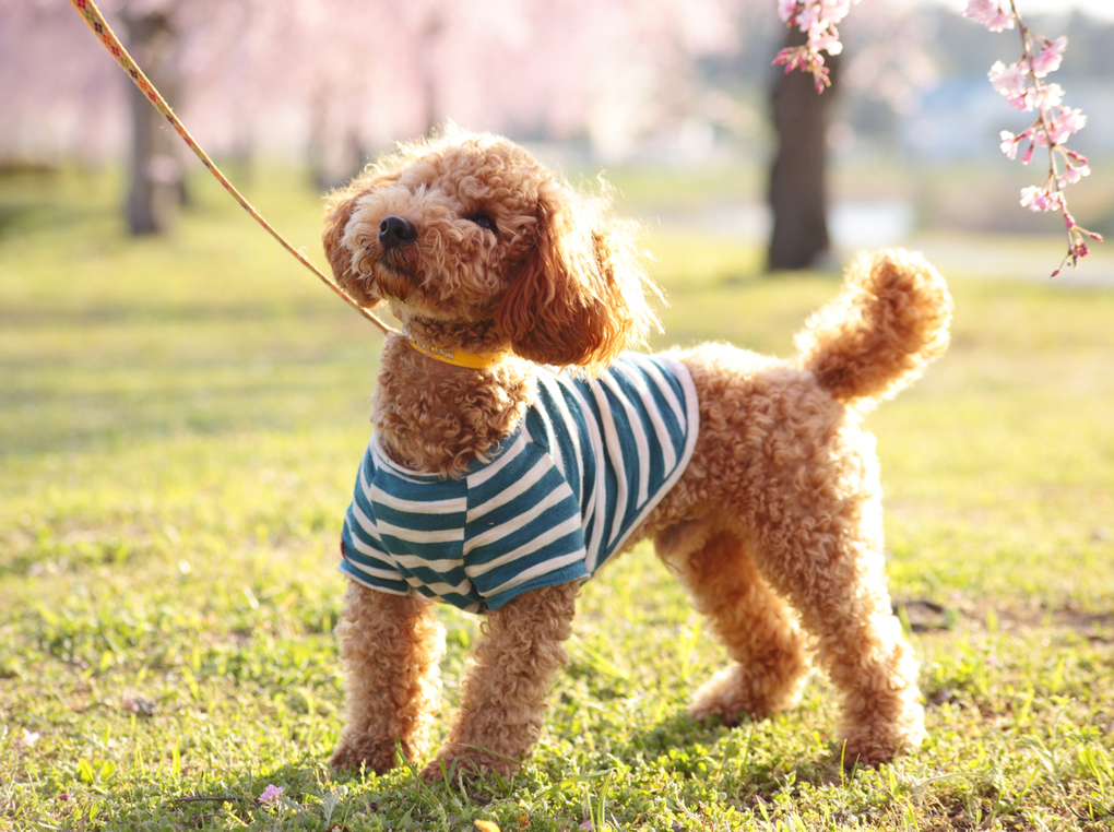 犬用リードおすすめ8選【安全なお散歩を】人気ブランドやおしゃれなリードを厳選
