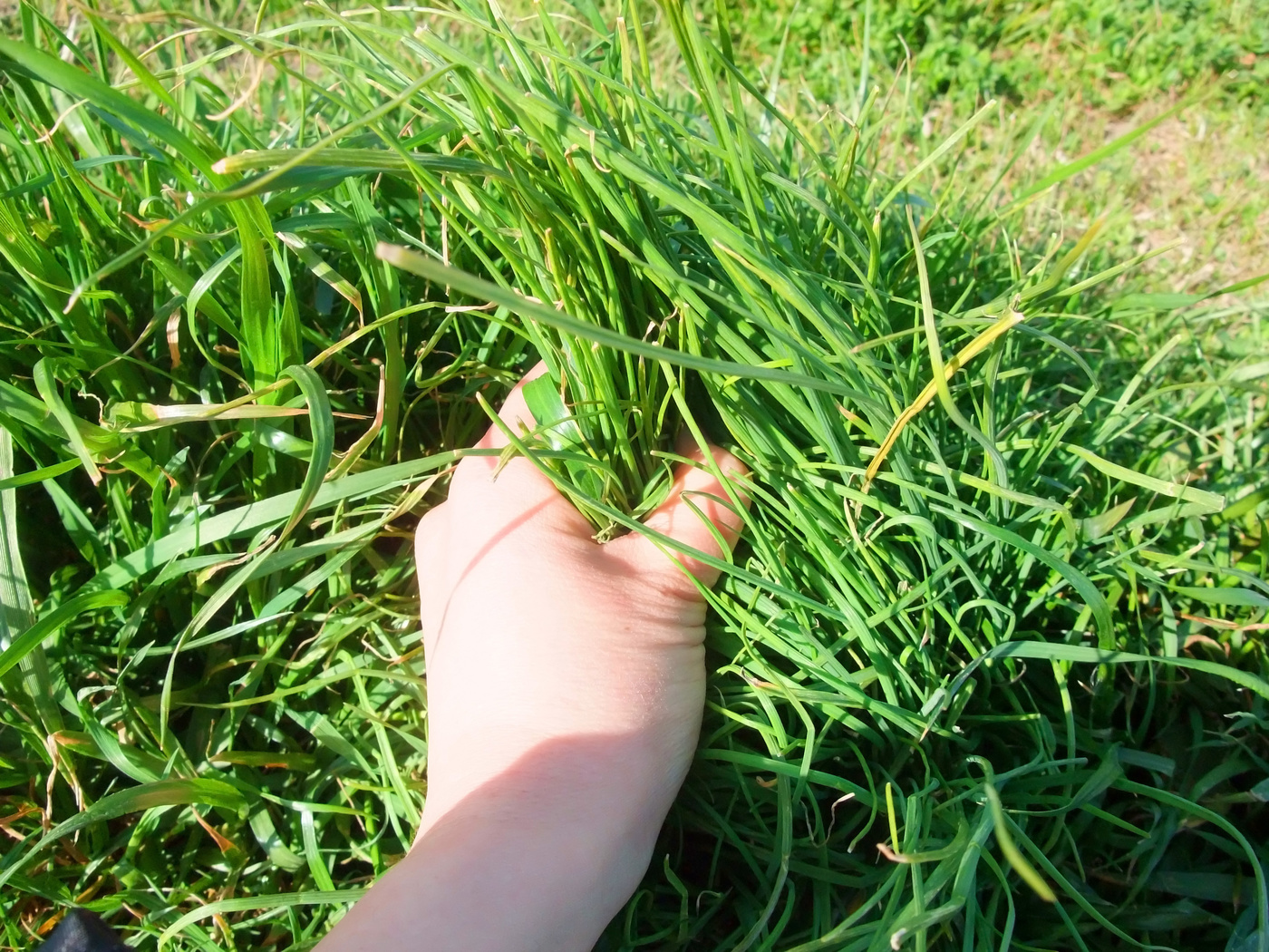 強力タイプの除草剤おすすめ5選｜速攻で効果を実感！持続性が長い商品も | マイナビおすすめナビ