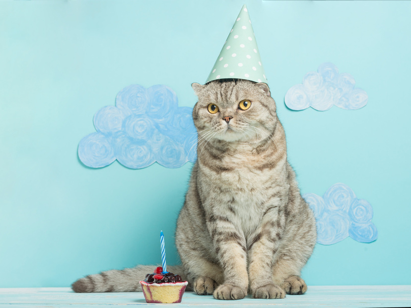 マーケット バースデー ねこcat 猫 誕生日 ケーキトッパー