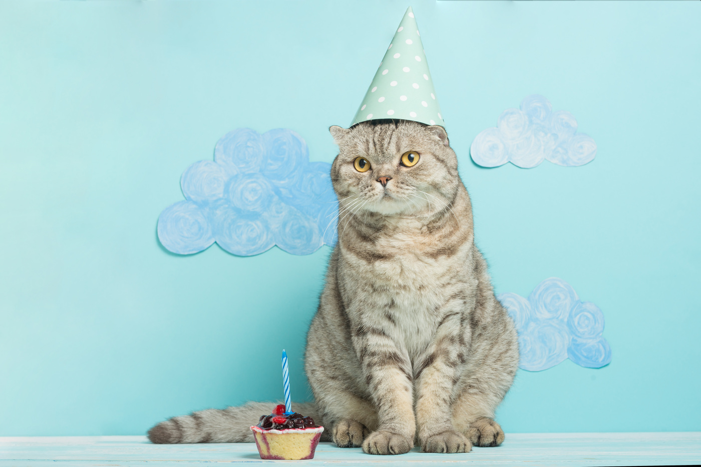 猫用ケーキおすすめ5選｜市販で買える小さめケーキでお誕生日を ...