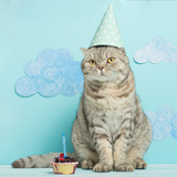 猫用ケーキのおすすめ6選【安全でかわいい】誕生日など特別な日を祝おう！
