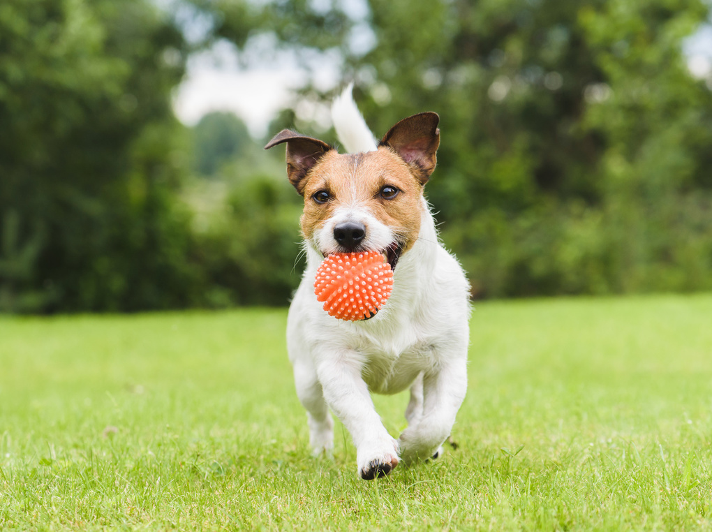 犬用歯磨きおもちゃの人気おすすめ10選！楽しくデンタルケア！【ドッグトレーナー監修】
