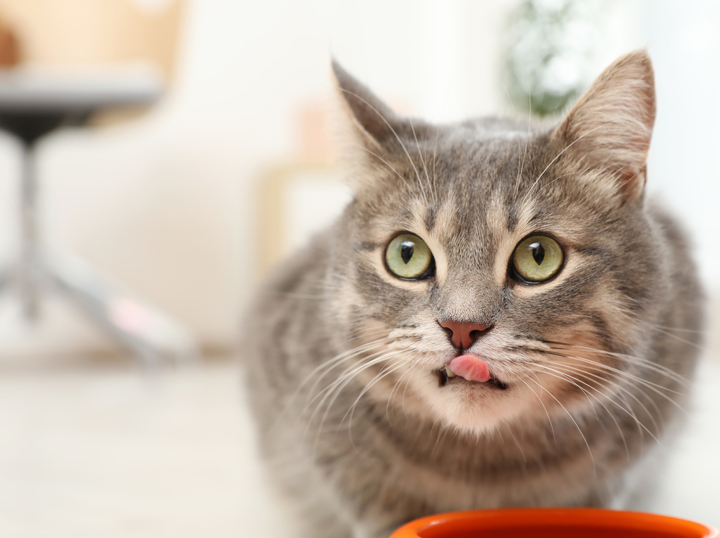 シニア猫用キャットフードのおすすめ10選【食べやすい】小粒・ウェットタイプも