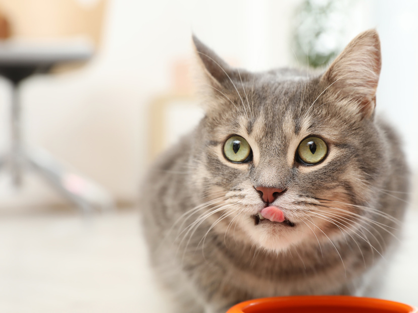 シニア猫用キャットフードのおすすめ10選【食べやすい】小粒・ウェットタイプも | マイナビおすすめナビ