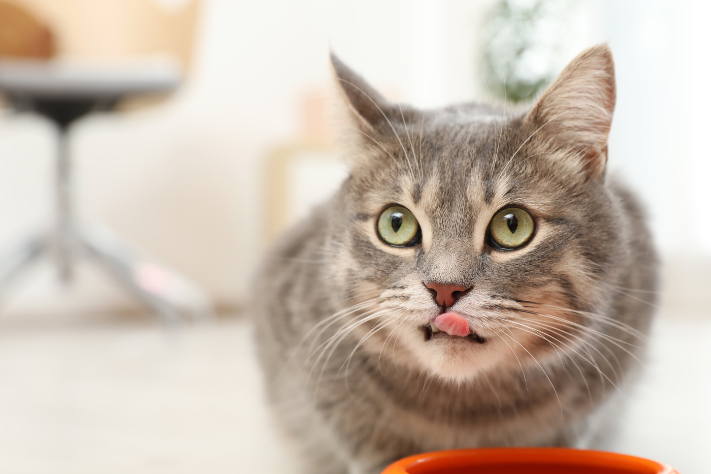 シニア猫用キャットフードのおすすめ10選 食べやすい 小粒 ウェットタイプも マイナビおすすめナビ