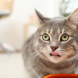 シニア猫用キャットフードのおすすめ8選｜食べやすい小粒・ウェットタイプも