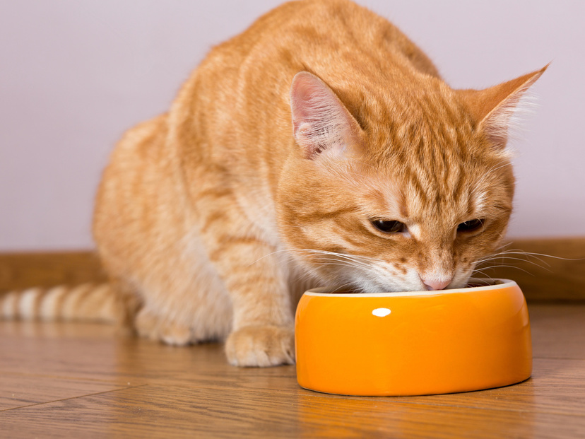 猫用ウェットフードのおすすめ16選｜総合栄養食や人気の無添加タイプなど！  マイナビおすすめナビ