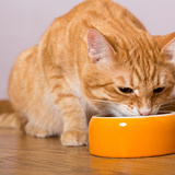 猫用ウェットフードのおすすめ16選｜総合栄養食や人気の無添加タイプなど！