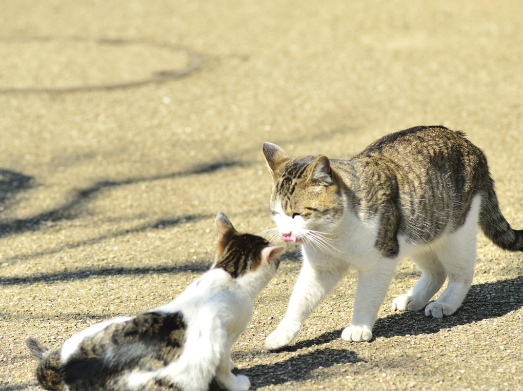 猫捕獲器の人気おすすめ10選【踏板式・吊り下げ式】使い方の注意点も解説