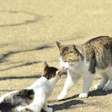 【踏板式・吊下げ式】猫捕獲器のおすすめ8選｜ルールに従って安全に保護しよう！