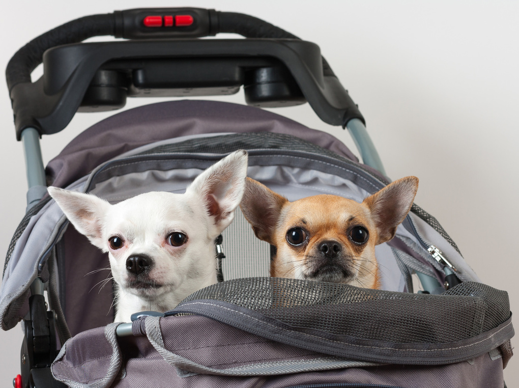 犬用バギー人気おすすめ9選！旅行やお出かけに【おしゃれな小型犬、中型犬、多頭用も】