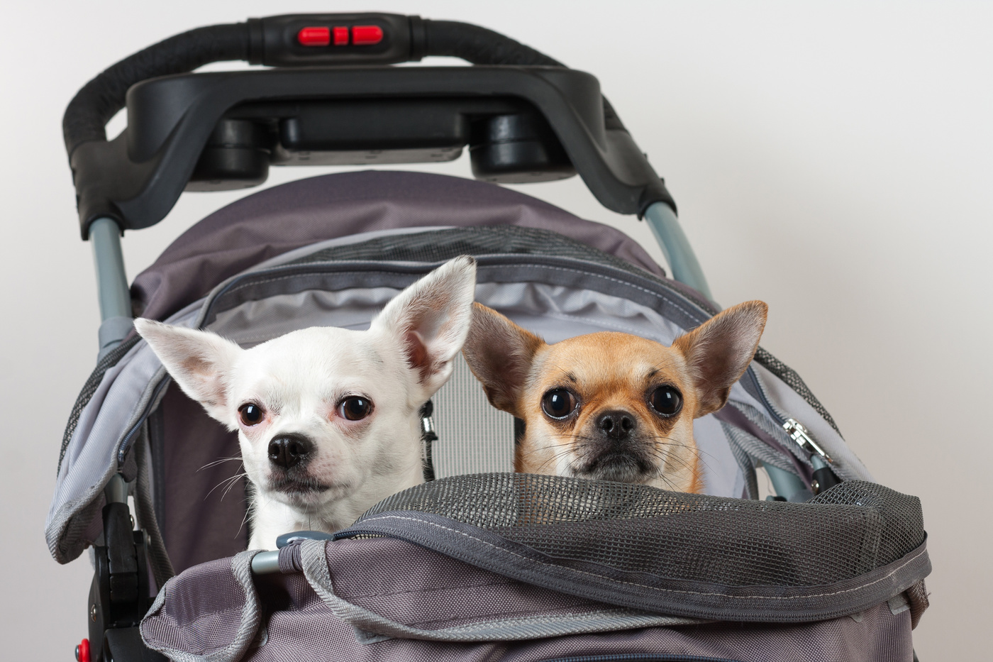 犬用ペットカートおすすめ14選 軽量で折りたたみのものから分離型や振動に強いタイプも マイナビおすすめナビ