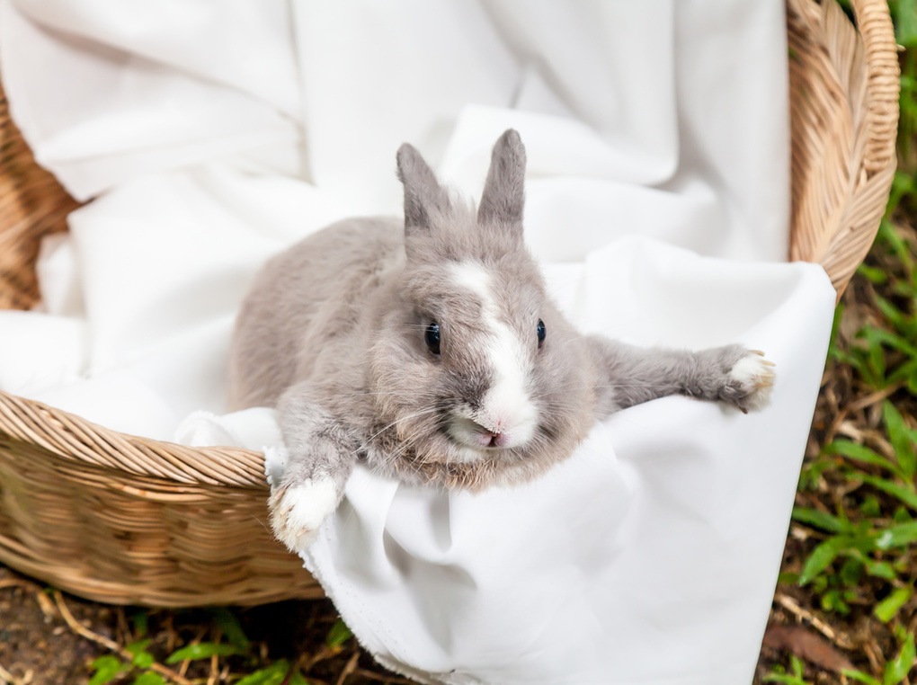 うさぎ用キャリーの人気おすすめ8選【専門医に聞く】かわいいバッグで一緒におでかけ