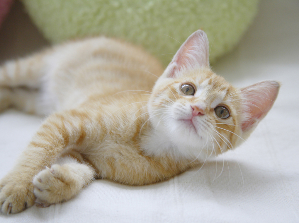けりぐるみ・猫用おもちゃおすすめ5選！安全な子猫用、自動で遊べる人気商品も