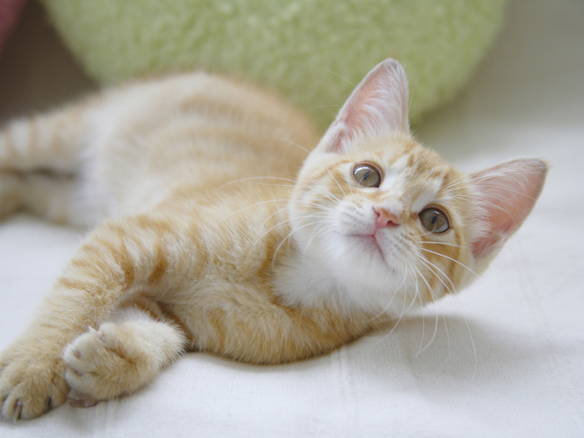 けりぐるみ・猫用おもちゃおすすめ5選！安全な子猫用、自動で遊べる人気商品も