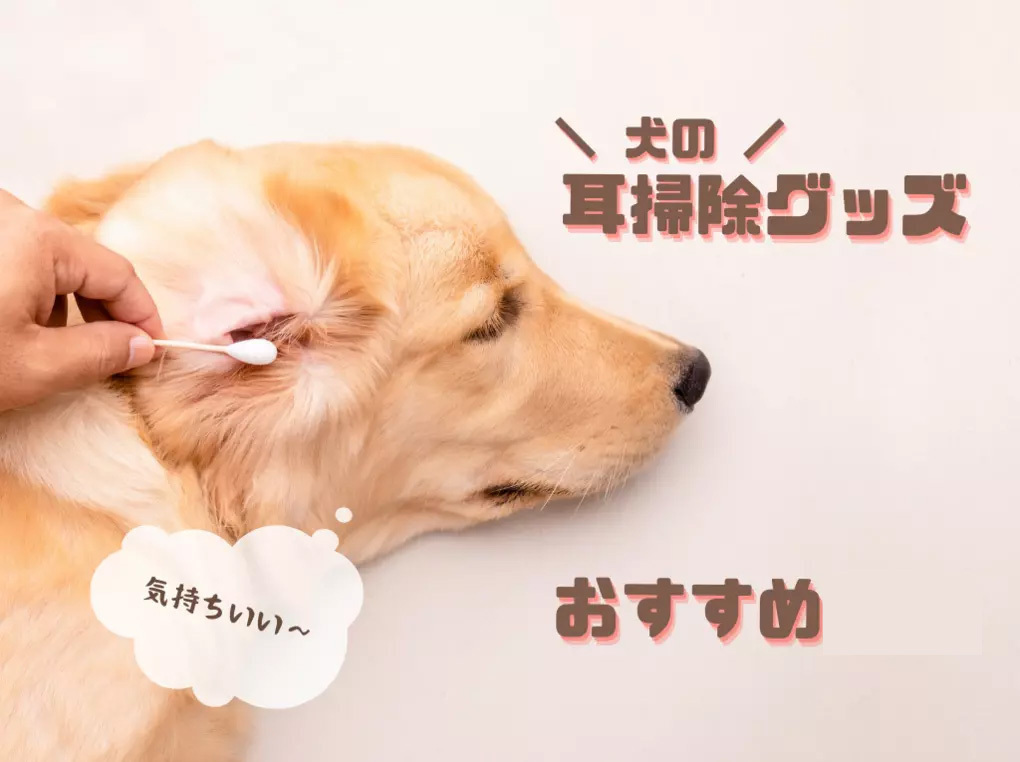 犬用耳掃除グッズおすすめ20選【プロに聞く】耳のお手入れ方法や頻度も解説