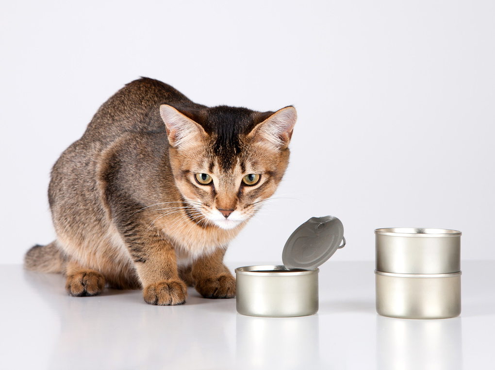 猫缶のおすすめ11選【愛猫の健康に】総合栄養食や人気無添加タイプ、大容量も