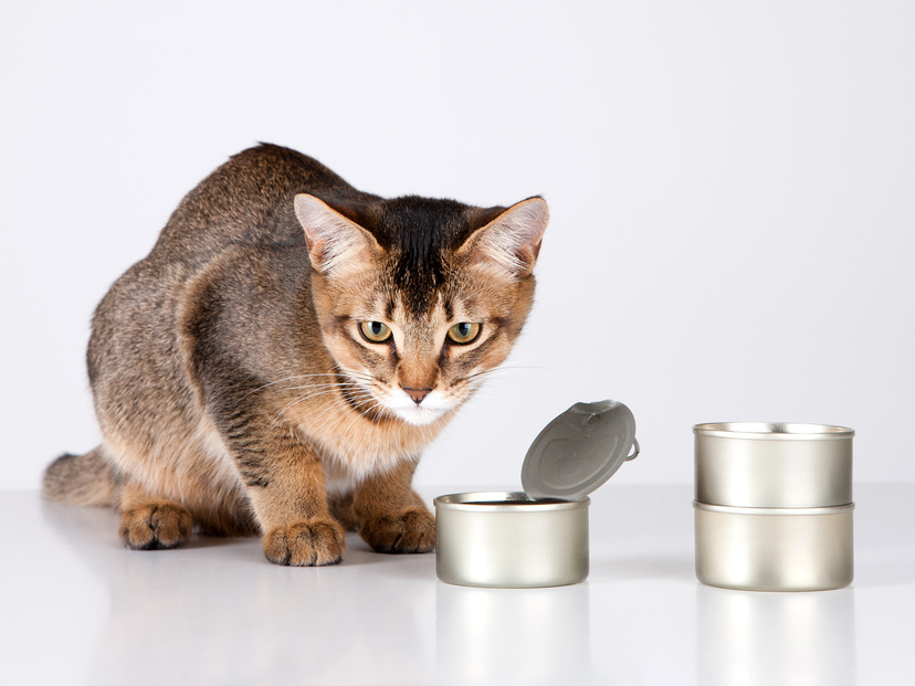 猫缶のおすすめ11選【愛猫の健康に】総合栄養食や人気無添加タイプ、大容量も