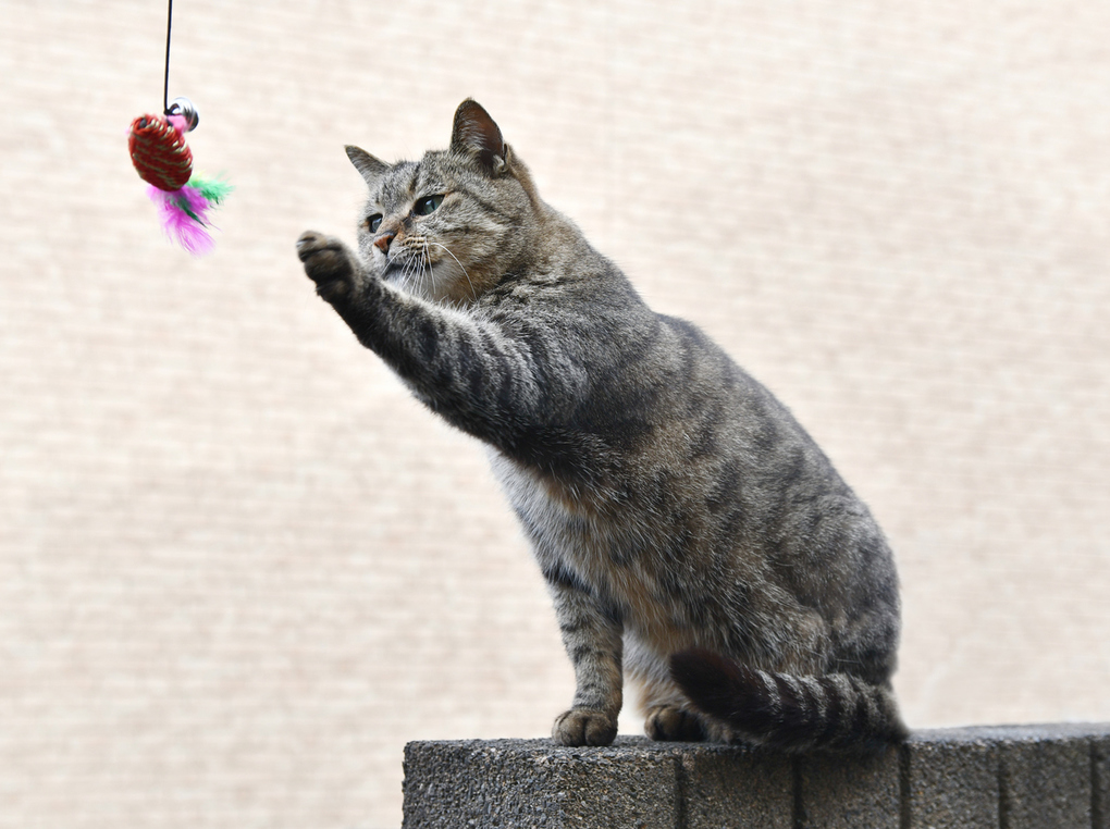 猫じゃらしの人気おすすめ13選！猫が夢中で遊んでくれる！ 電動タイプも