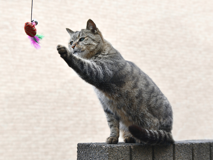 猫じゃらしの人気おすすめ13選！猫が夢中で遊んでくれる！ 電動タイプも