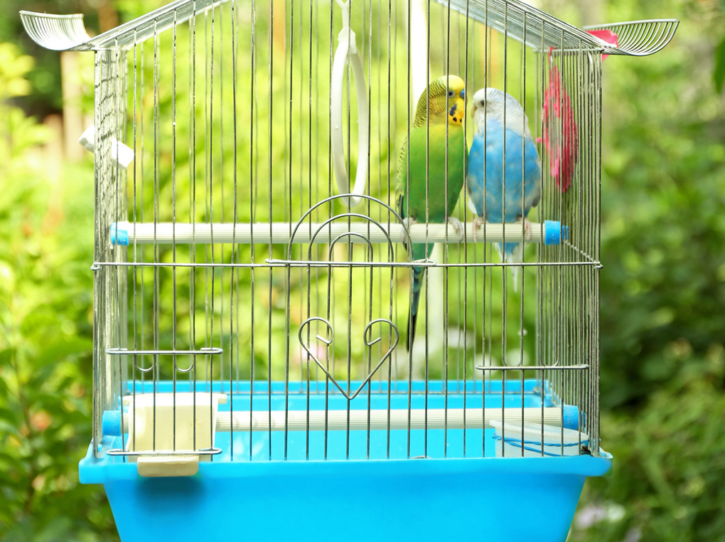 オカメインコ用ケージ人気おすすめ12選！ゆったりめのケージを
