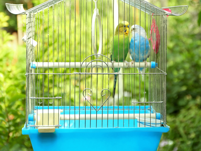 オカメインコ用ケージ人気おすすめ12選！ゆったりめのケージを