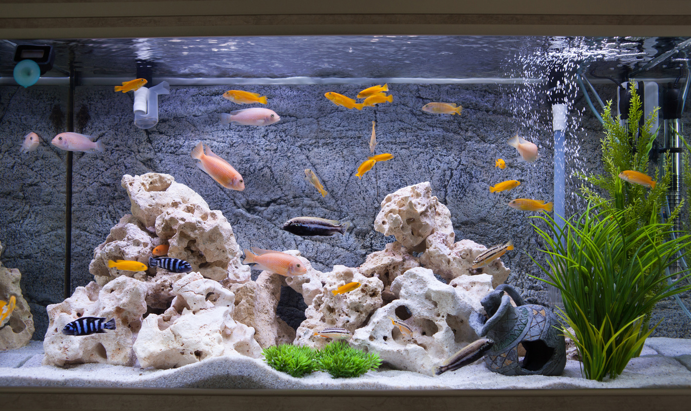 熱帯魚用水槽のおすすめ17選｜家庭用小型サイズからオールインワン水槽まで紹介！ | マイナビおすすめナビ