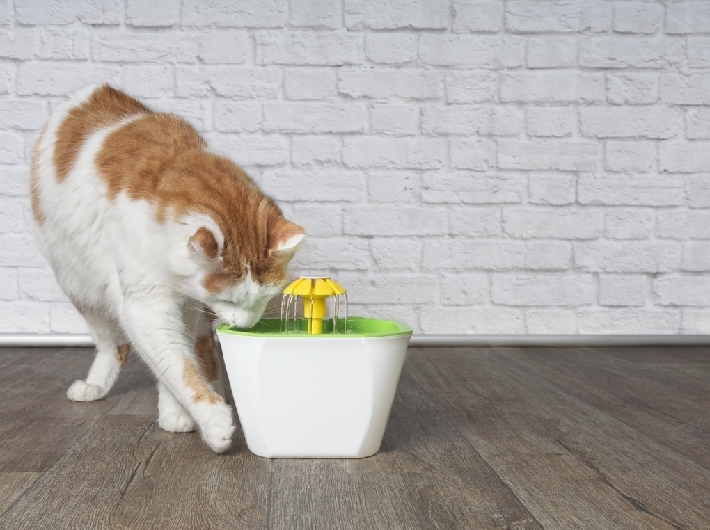 猫用自動給水器おすすめ9選｜お手入れ簡単！水を飲まないときの対処法も！