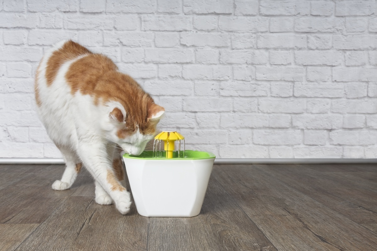 猫用自動給水器おすすめ13選｜お手入れ簡単！水を飲まないときの対処法も！ | マイナビおすすめナビ