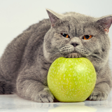 ダイエットキャットフードおすすめ10選｜愛猫の減量をサポート