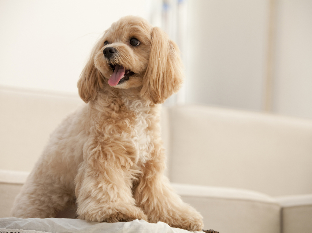 犬用トイレしつけスプレー人気おすすめ12選！愛犬のトイレトレーニングに