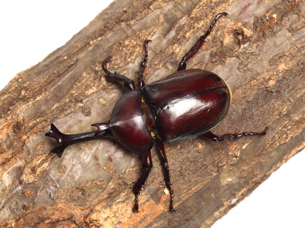 カブトムシゼリー餌人気おすすめ9選！国産で栄養価が高いものを！【与え方や注意点も】