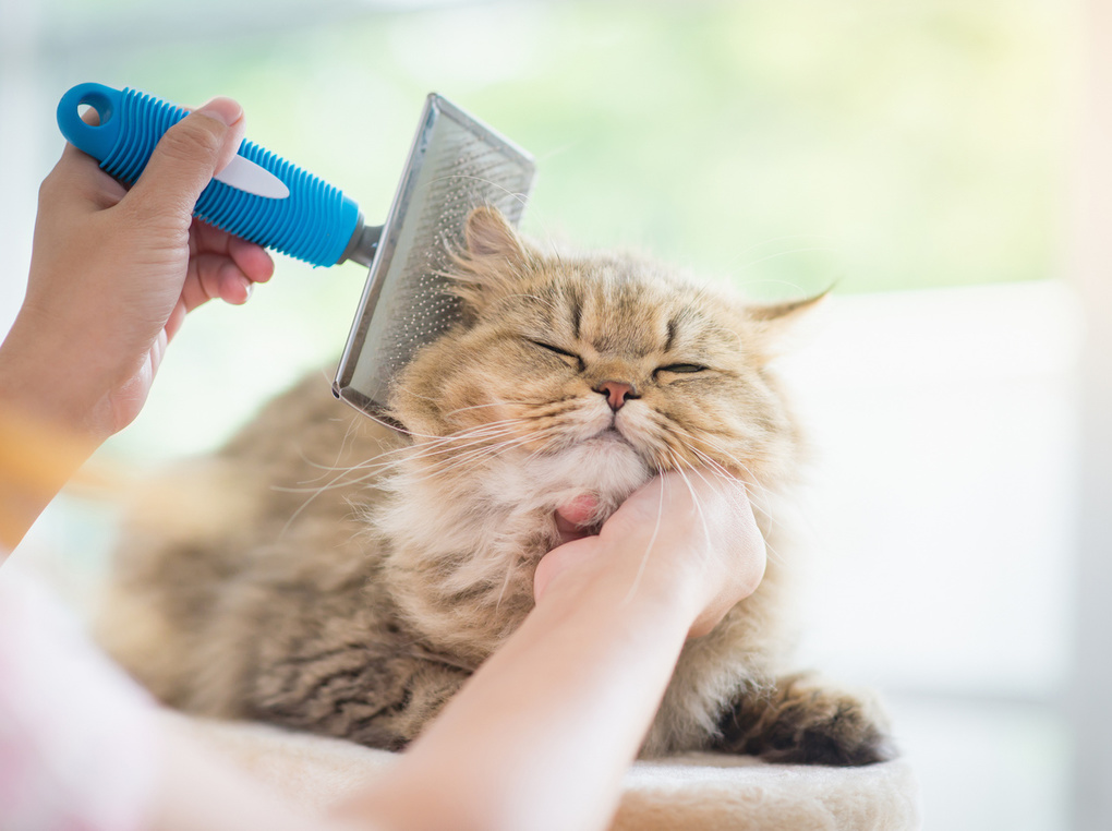 猫 安い 長毛 種 シャンプー 頻度