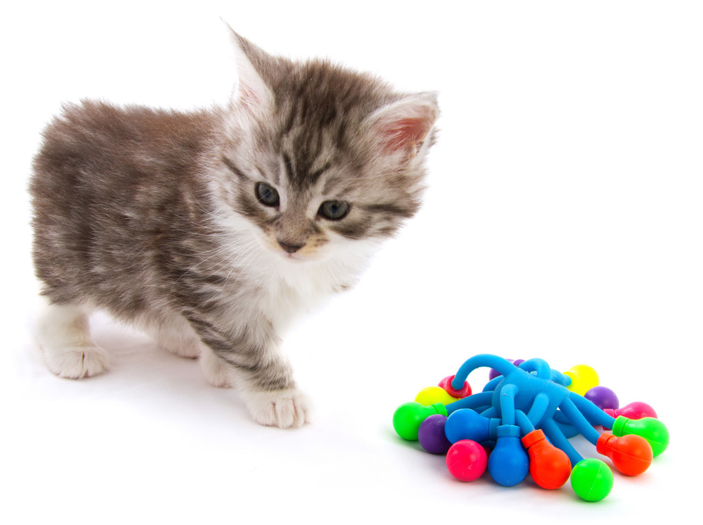 子猫用おもちゃおすすめ11選【一人遊びできる】噛むおもちゃやけりぐるみも