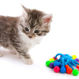 子猫用おもちゃおすすめ13選【一人遊びも】噛むおもちゃやけりぐるみなど