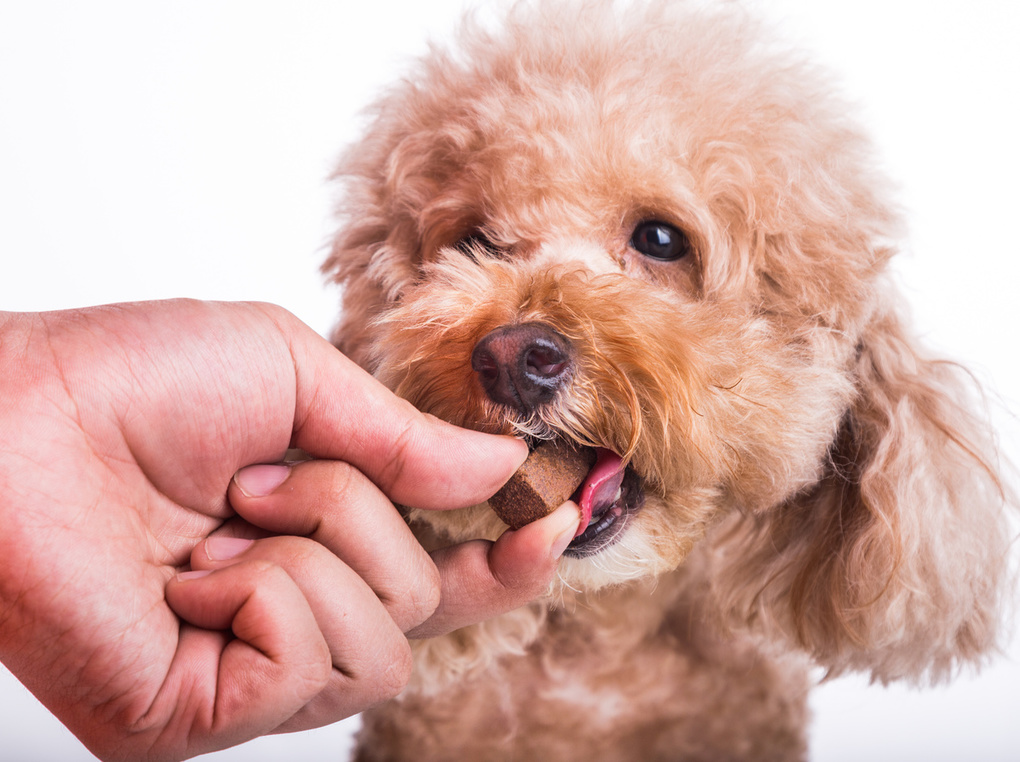 犬の介護食おすすめ10選｜与えるときの注意点も解説