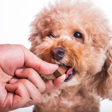 犬の介護食おすすめ10選｜与えるときの注意点も解説
