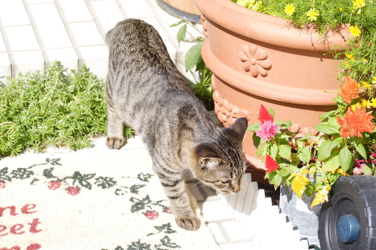 猫が庭などに入らないようにする方法 - 川越市