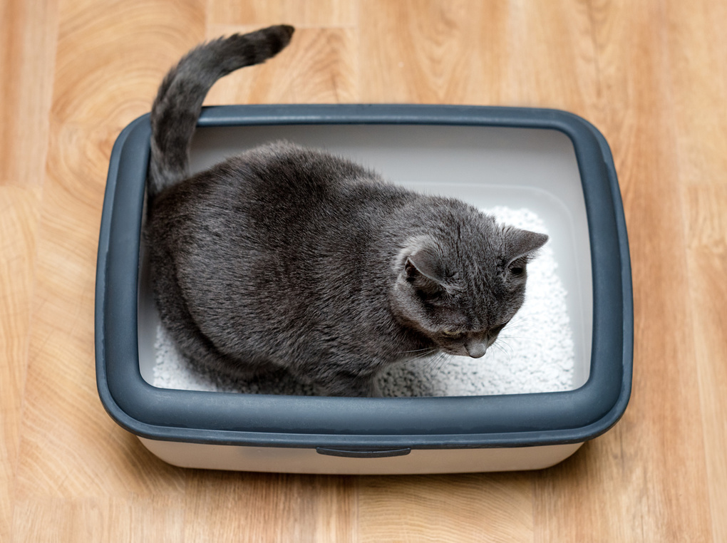 猫用トイレマットのおすすめ商品11選【猫砂の飛び散りを防ぐ】滑り止めつきも！