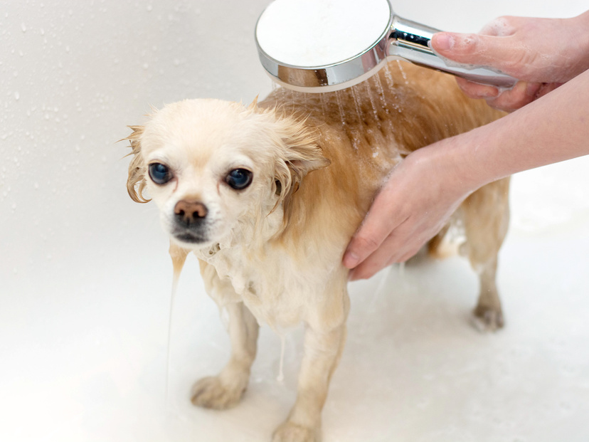 犬用無添加シャンプー人気おすすめ7選【低刺激】いい匂い＆舐めても大丈夫
