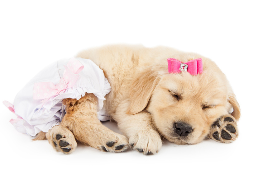 犬用サニタリーパンツ人気おすすめ7選！室内の汚れ防止に【他の犬とのトラブルを防ぐ】