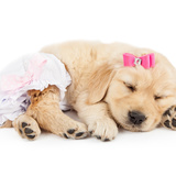 犬用サニタリーパンツおすすめ9選｜部屋が汚れるのを防ぎオス犬との接触を避けられる