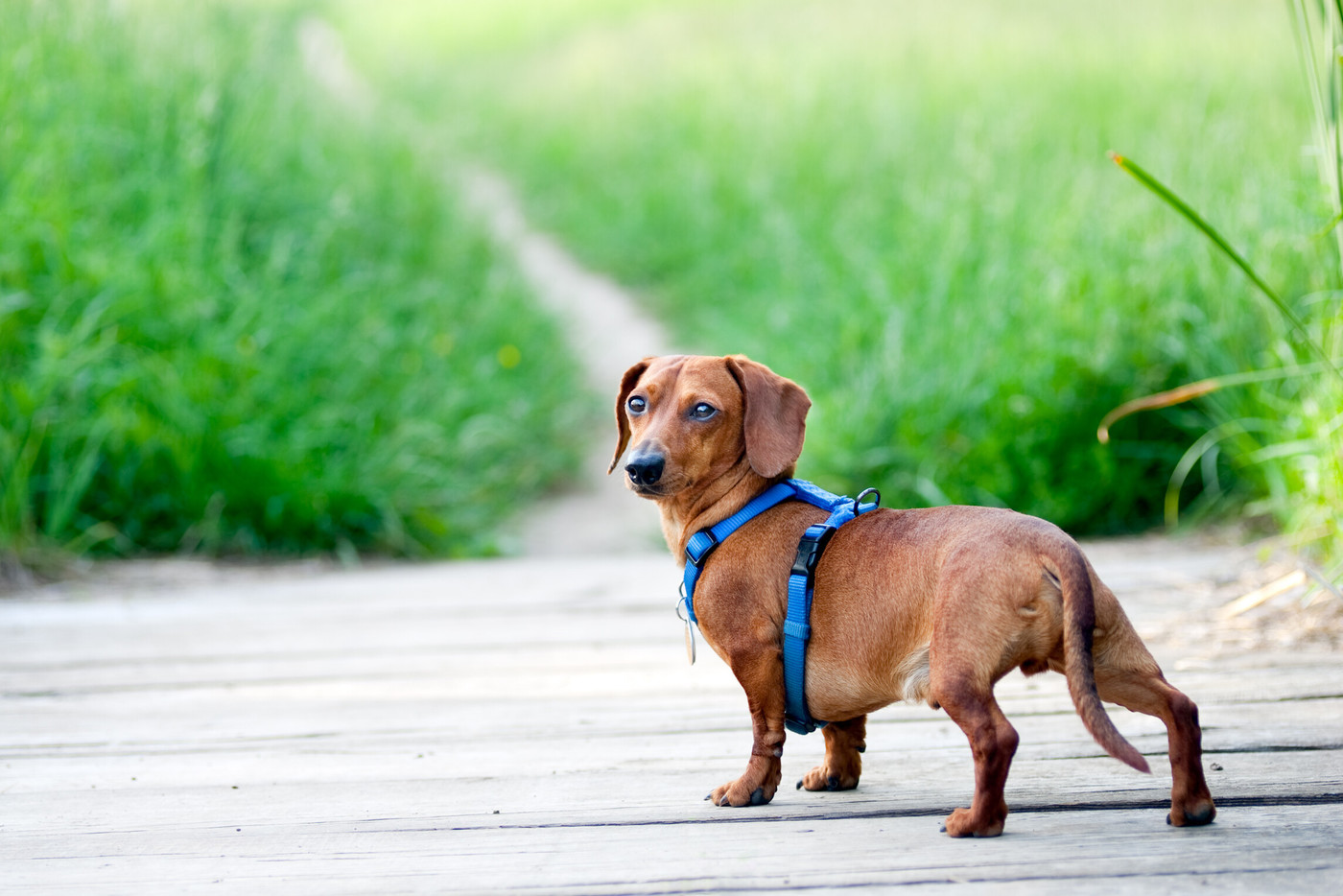 犬用ハーネスおすすめ17選 おしゃれでかわいい人気ブランドも 簡単装着 マイナビおすすめナビ