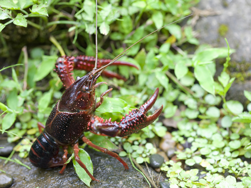 ザリガニ飼育用水草人気おすすめ5選＆ランキング！ 無農薬で安心できる水草を厳選