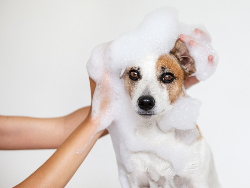 犬向け薬用シャンプーのおすすめ9選 悩みにあわせて かゆみやフケ対策に マイナビおすすめナビ
