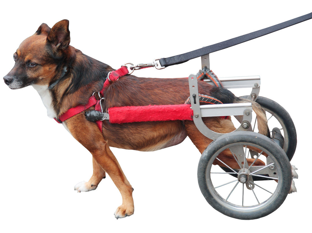 ポチの車いす」製の中型犬用車いす - 犬用品