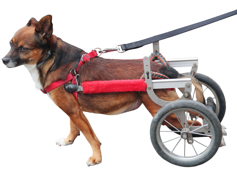 犬用車椅子おすすめ6選｜ケガのリハビリや老犬とのお散歩に