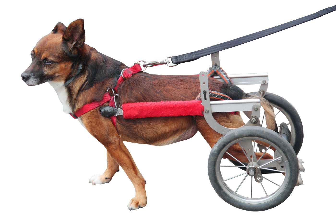 犬用車椅子おすすめ10選【リハビリや老犬の介護に】いつまでも楽しくお散歩しよう | マイナビおすすめナビ