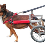 犬用車椅子おすすめ7選【リハビリや老犬の介護に】いつまでも楽しくお散歩しよう